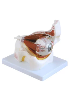 Ljudsko oko - model, uvećan 3x, 10 delova