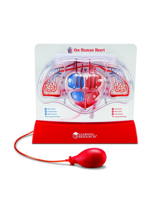 MODEL KRVOTOKA 2 Model krvotoka 2 - Image 1