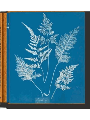 Anna Atkins. Cyanotypes