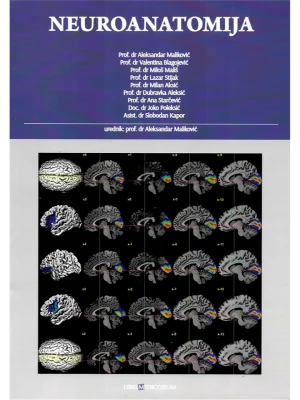 Neuroanatomija